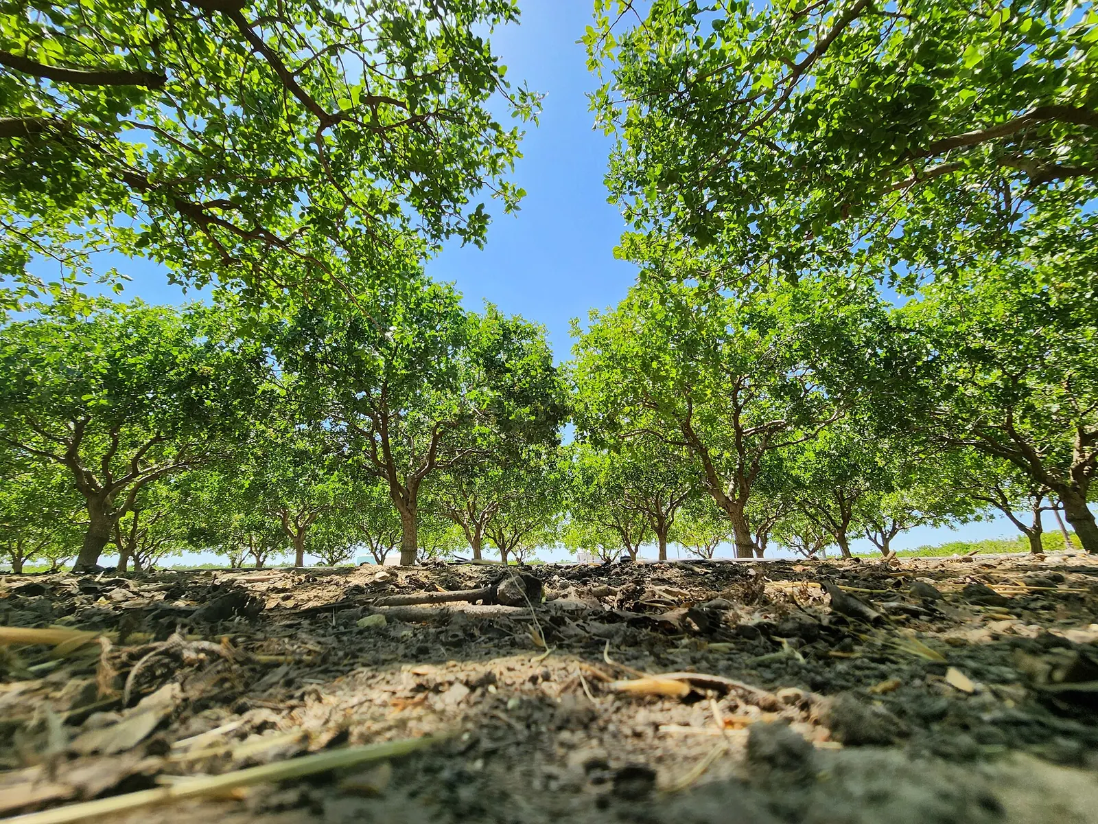 باغ پسته در کالیفرنیا